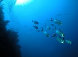 School of Jacks, Cat Cay Wall, Cat Cay, Bahamas. Nikon Co... by Kent Bonde 
